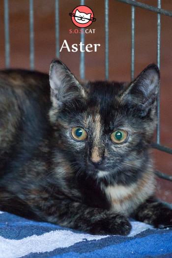 Photo of Aster