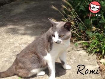 Photo of Romi