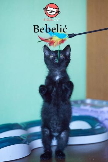 Photo of Bebelic