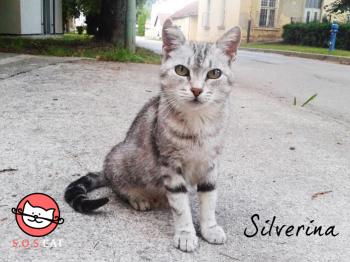 Photo of Silverina
